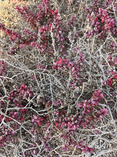 Salicornia arabica — photo