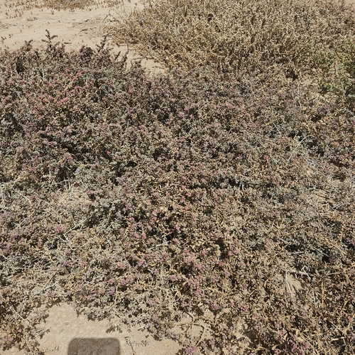 Salicornia arabica — photo