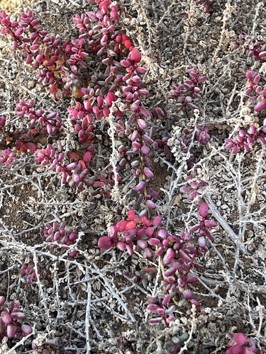 Salicornia arabica