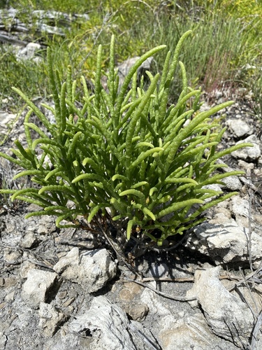 Salicornia bigelovii (Dwarf glasswort) — photo