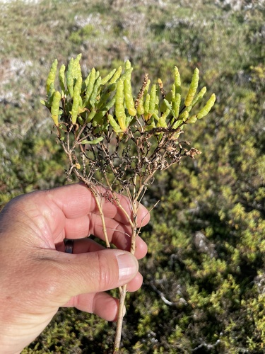 Salicornia bigelovii (Dwarf glasswort) — photo