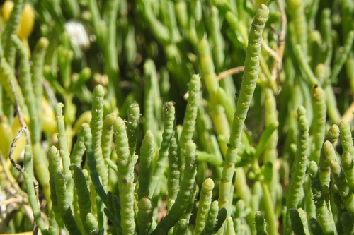 Salicornia bigelovii