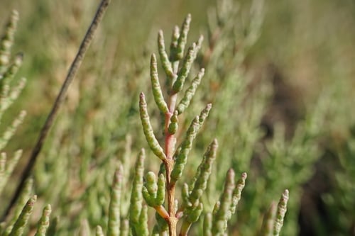 Salicornia europaea (Glasswort) — photo