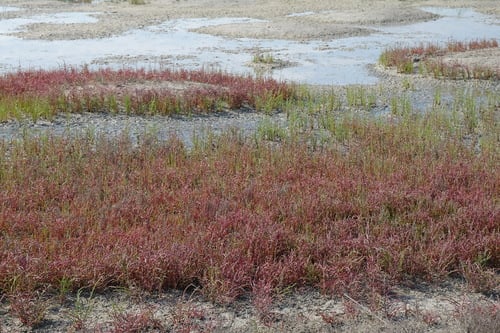 Salicornia europaea (Glasswort) — photo