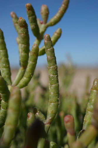 Salicornia europaea