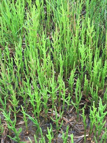 Salicornia maritima (Slender glasswort) — photo