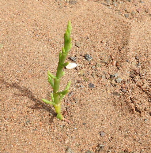 Salicornia maritima (Slender glasswort) — photo
