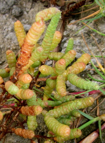 Salicornia pachystachya