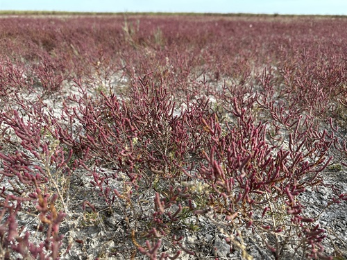 Salicornia perennans — photo