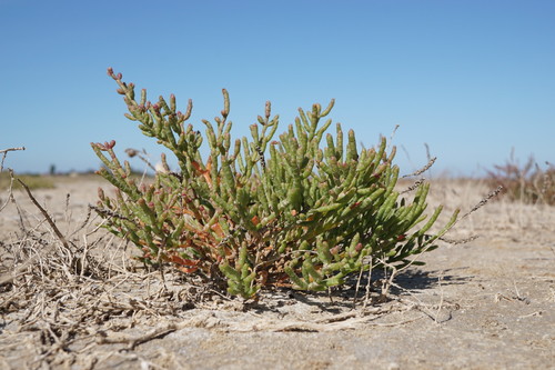 Salicornia perennans — photo