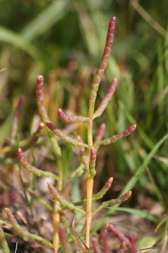 Salicornia perennans