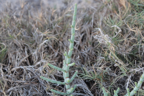 Salicornia perrieri — photo