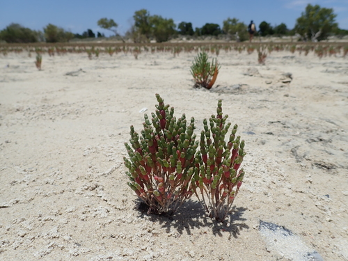 Salicornia perrieri — photo