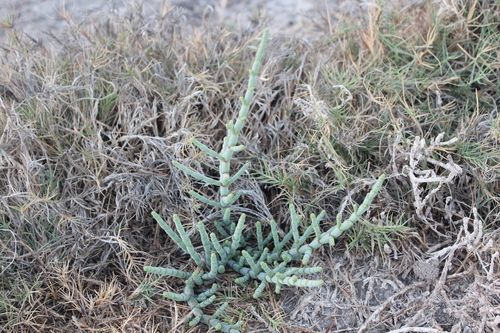Salicornia perrieri