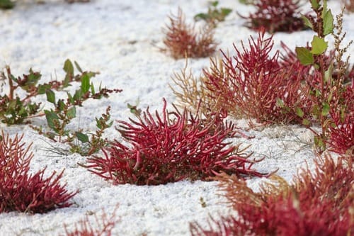Salicornia rubra (Red glasswort) — photo