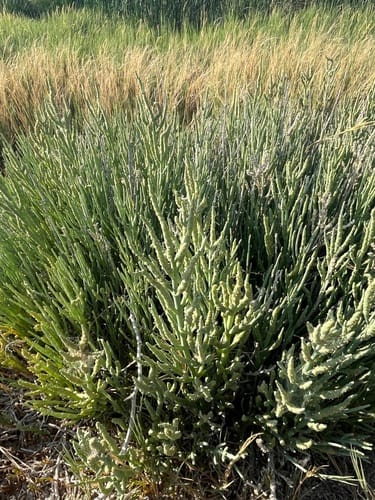 Salicornia utahensis (Utah Swampfire) — photo