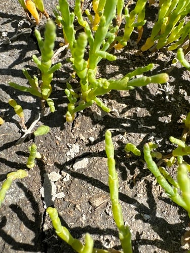 Salicornia utahensis