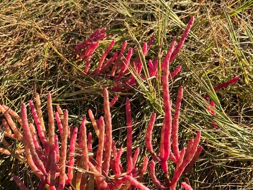 Salicornia virginica (Virginia glasswort) — photo