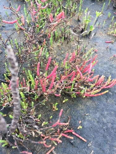 Salicornia virginica (Virginia glasswort) — photo