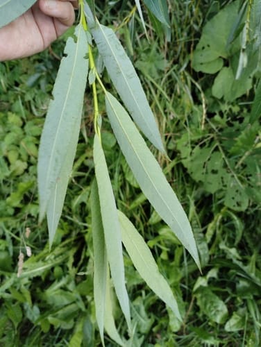 Salix acutifolia (Sharp-leaf willow) — photo