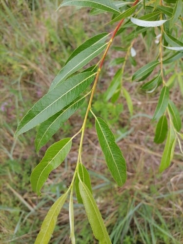 Salix acutifolia