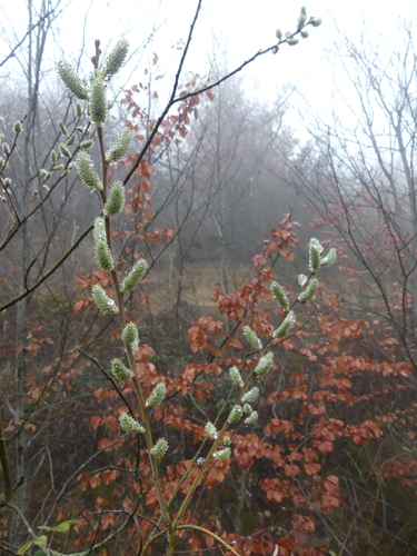 Salix aegyptiaca (Cape Willow) — photo