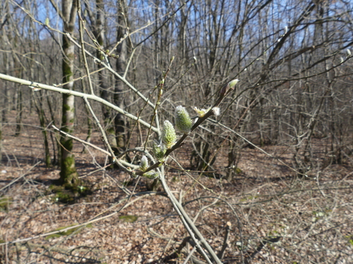 Salix aegyptiaca (Cape Willow) — photo
