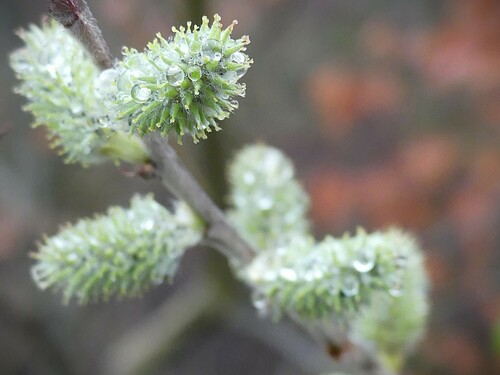 Salix aegyptiaca