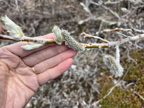 Salix alaxensis (Feltleaf wiillow) — photo