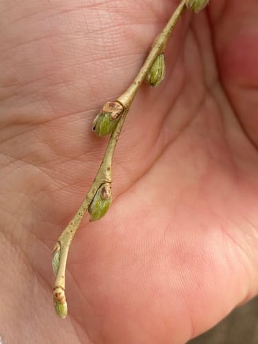 Salix alba (White willow) — photo