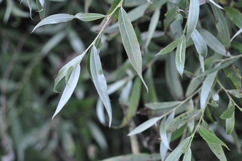 Salix alba subsp. caerulea (Cricket bat willow) — photo