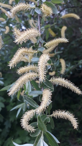 Salix alba subsp. caerulea
