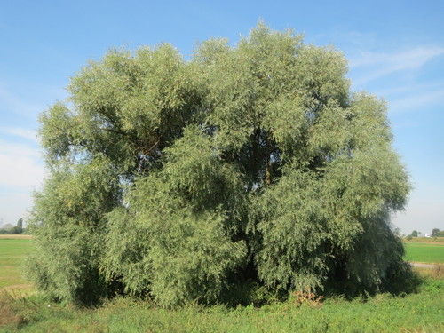 Salix alba var. vitellina (Golden willow) — photo