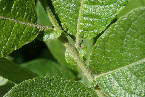 Salix appendiculata — photo