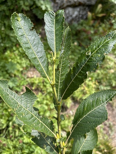 Salix appendiculata