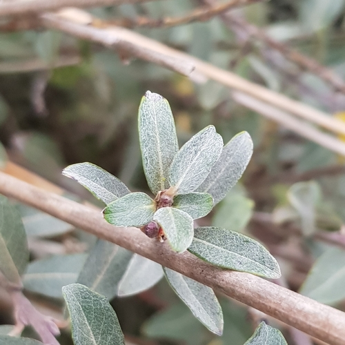 Salix arenaria (Sand Willow) — photo