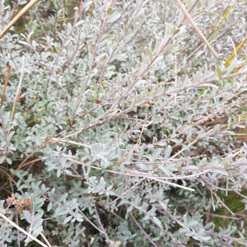 Salix arenaria