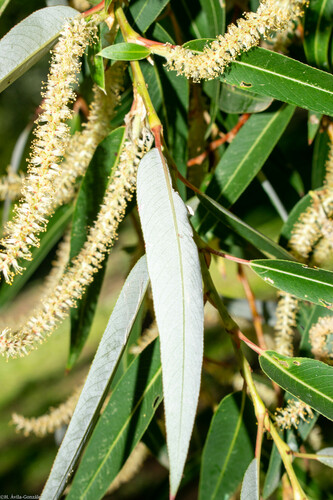 Salix babylonica (Weeping willow) — photo