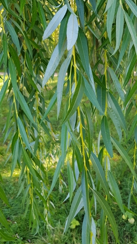 Salix babylonica (Weeping willow) — photo