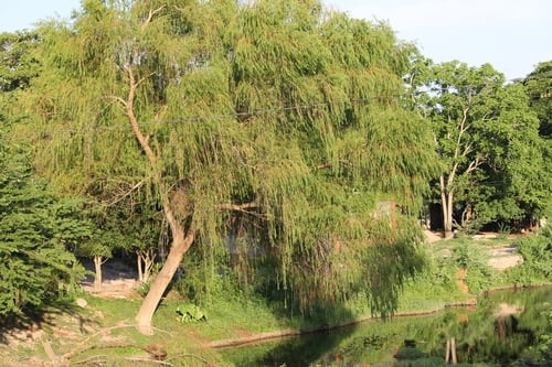 Salix babylonica