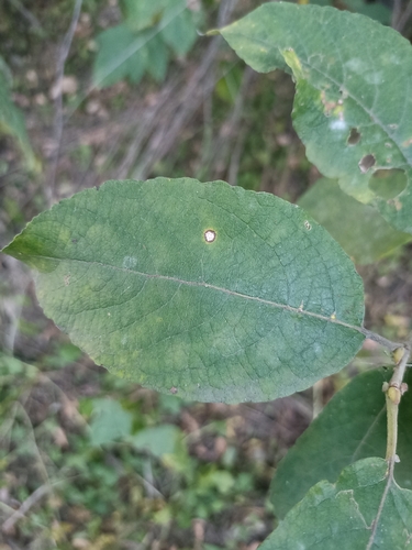 Salix bakko — photo