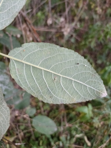 Salix bakko — photo