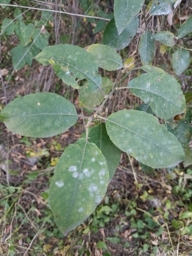 Salix bakko