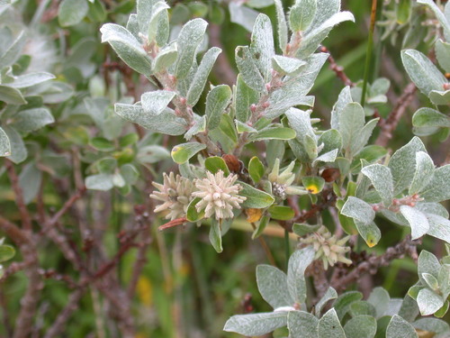 Salix brachycarpa (Barren-ground Willow) — photo