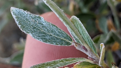 Salix brachycarpa (Barren-ground Willow) — photo
