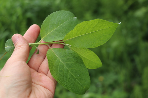 Salix caprea (Goat willow) — photo