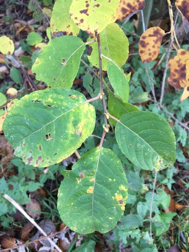 Salix caprea (Goat willow) — photo