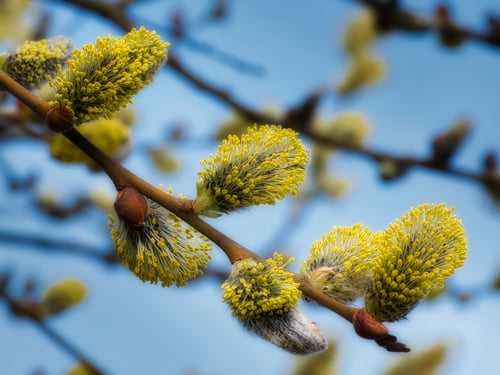 Salix caprea