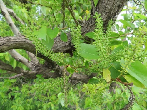 Salix chaenomeloides — photo