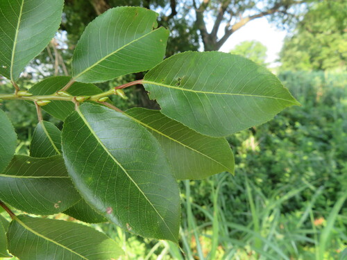 Salix chaenomeloides